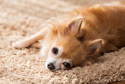 犬が何度も嘔吐を繰り返すのは危険 原因や対処法を解説 わんクォール