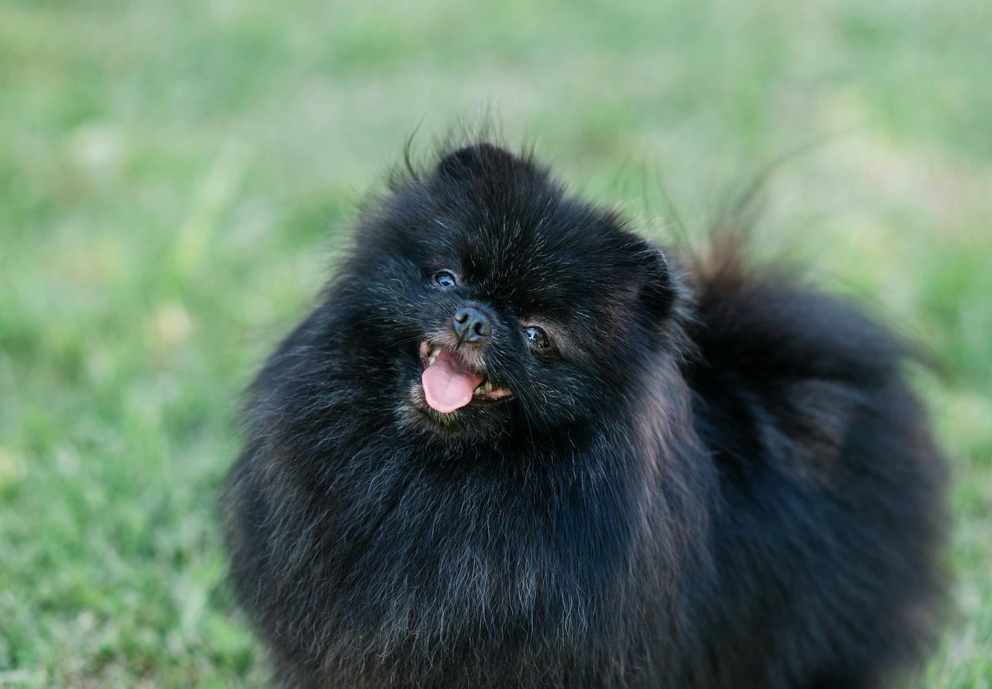 黒いポメラニアンの性格や特徴とは？飼い方やしつけのコツを解説【獣