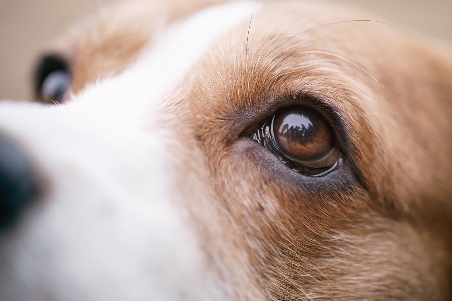 犬の目がおかしいときに考えられる病気