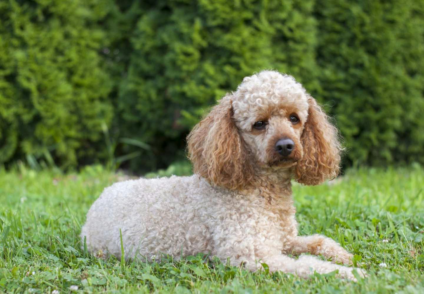 プードルにはどんな種類がある？サイズや毛色、飼い方のコツなど