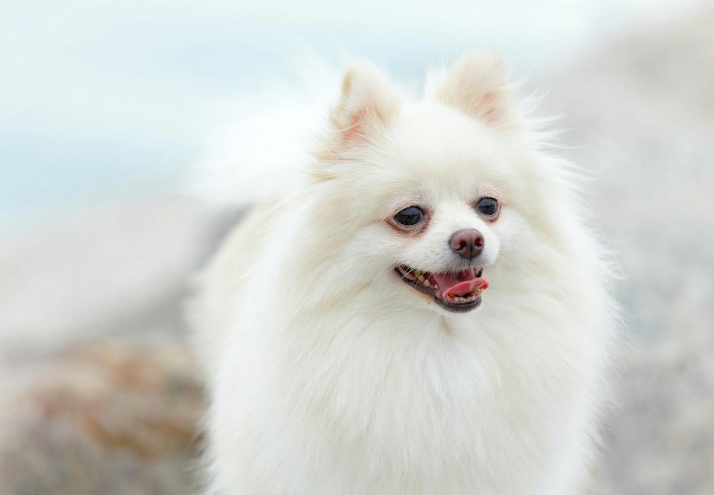 白いポメラニアンの性格や特徴って？飼い方やしつけのコツについて解説