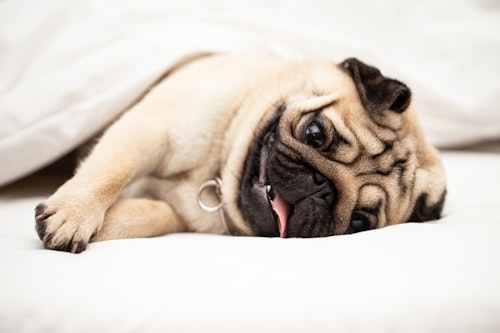 犬の逆くしゃみは病気 原因と対処 予防法などを解説 わんクォール 犬の逆くしゃみは病気 原因と対処 予防法などを解説 わんクォール