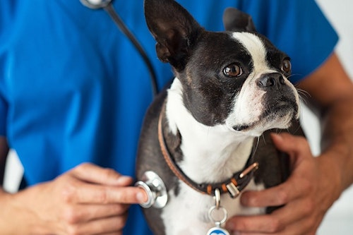 犬のおしり歩きの原因とは 注意するべき原因や対処法をご紹介 わんクォール 犬のおしり歩きの原因とは 注意するべき原因や対処法をご紹介 わんクォール