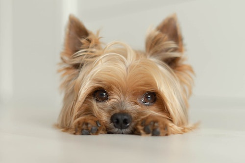 テリア犬にはどんな種類がある それぞれの性格や特徴を解説 獣医師監修 わんクォール テリア犬にはどんな種類がある それぞれの性格や特徴を解説 獣医師監修 わんクォール