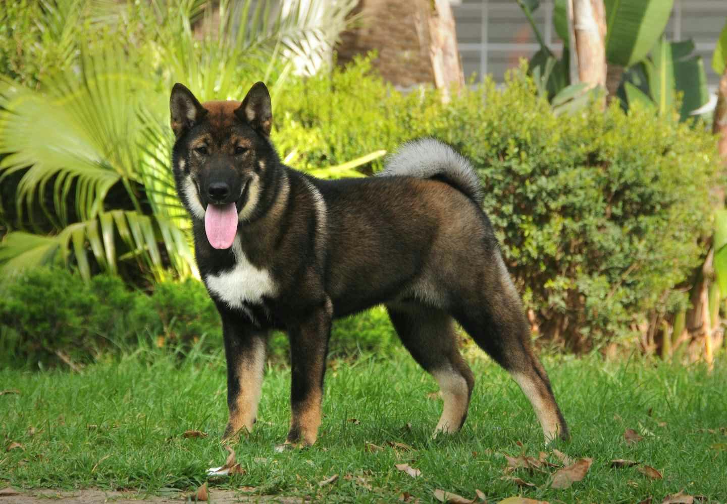 日本犬は6種類だけ！それぞれの歴史と特徴を解説【獣医師監修