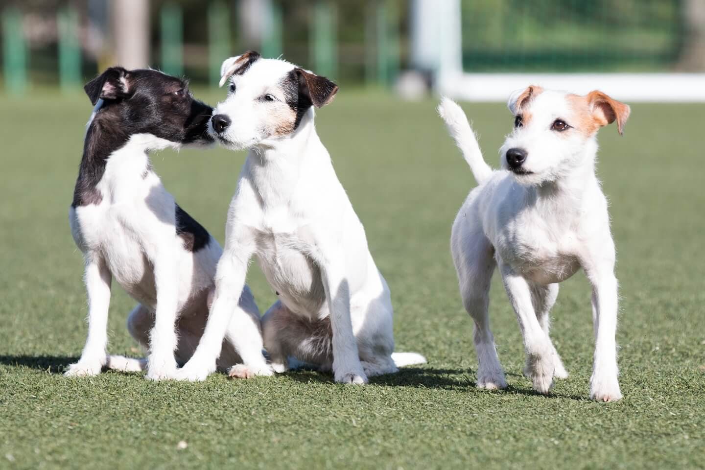 テリア犬にはどんな種類がある？それぞれの性格や特徴を解説【獣医師