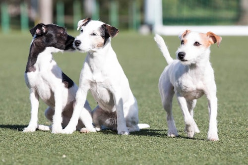 テリア犬にはどんな種類がある それぞれの性格や特徴を解説 獣医師監修 わんクォール