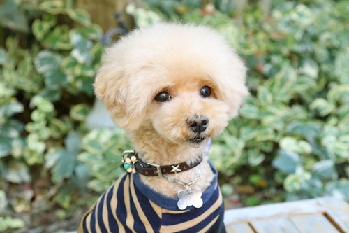 いつか飼いたい 憧れの可愛い犬種10選 獣医師監修 わんクォール いつか飼いたい 憧れの可愛い犬種10選 獣医師監修 わんクォール