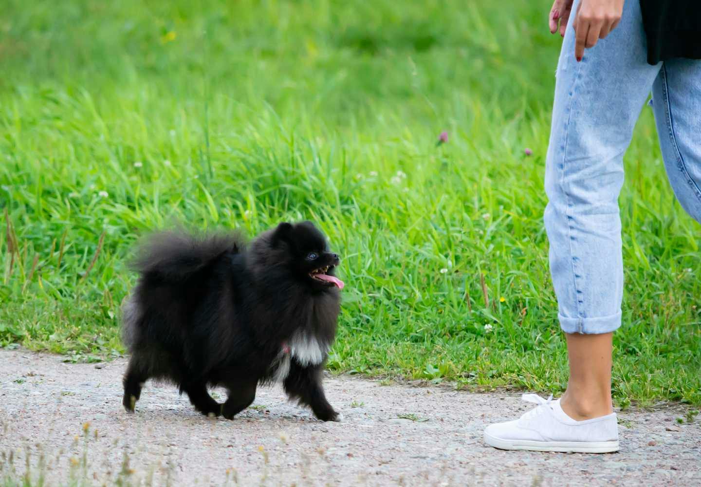 黒いポメラニアンの性格や特徴とは？飼い方やしつけのコツを解説【獣