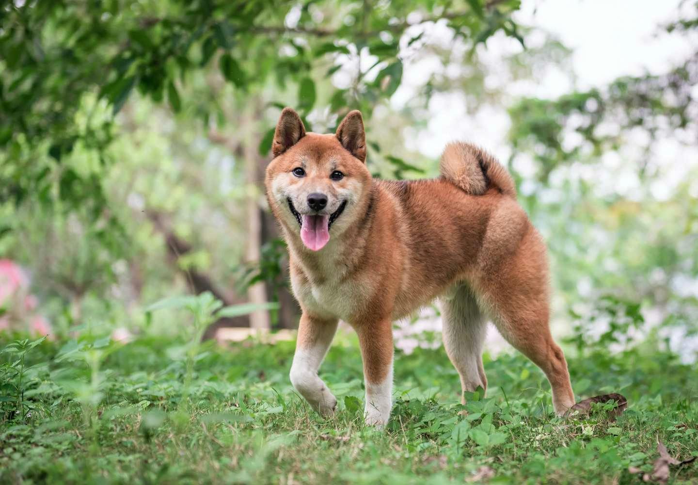 日本犬は6種類だけ！それぞれの歴史と特徴を解説