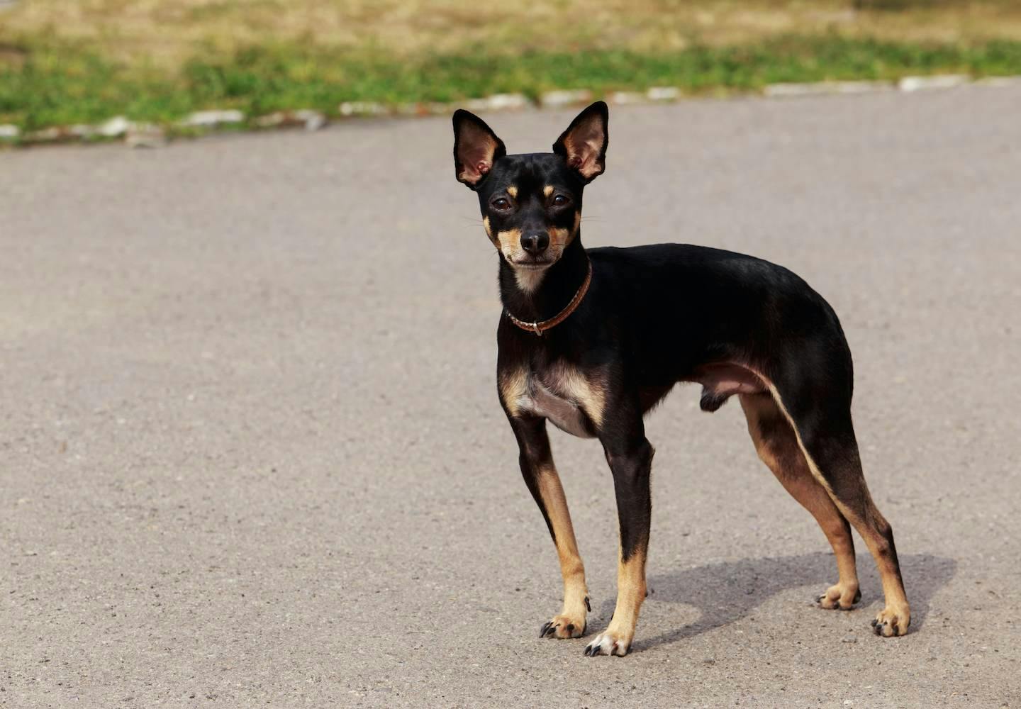 テリア犬にはどんな種類がある？それぞれの性格や特徴を解説【獣医師