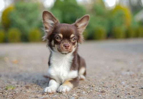 チワワの毛色の種類は それぞれの特徴とお手入れの注意点を解説 獣医師監修 わんクォール チワワの毛色の種類は それぞれの特徴とお手入れの注意点を解説 獣医師監修 わんクォール