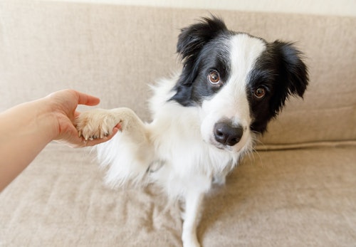 犬から見た人間ってどう見えるの 愛犬はなにを考えている 犬が見つめてくる理由を解説 獣医師監修 わんクォール