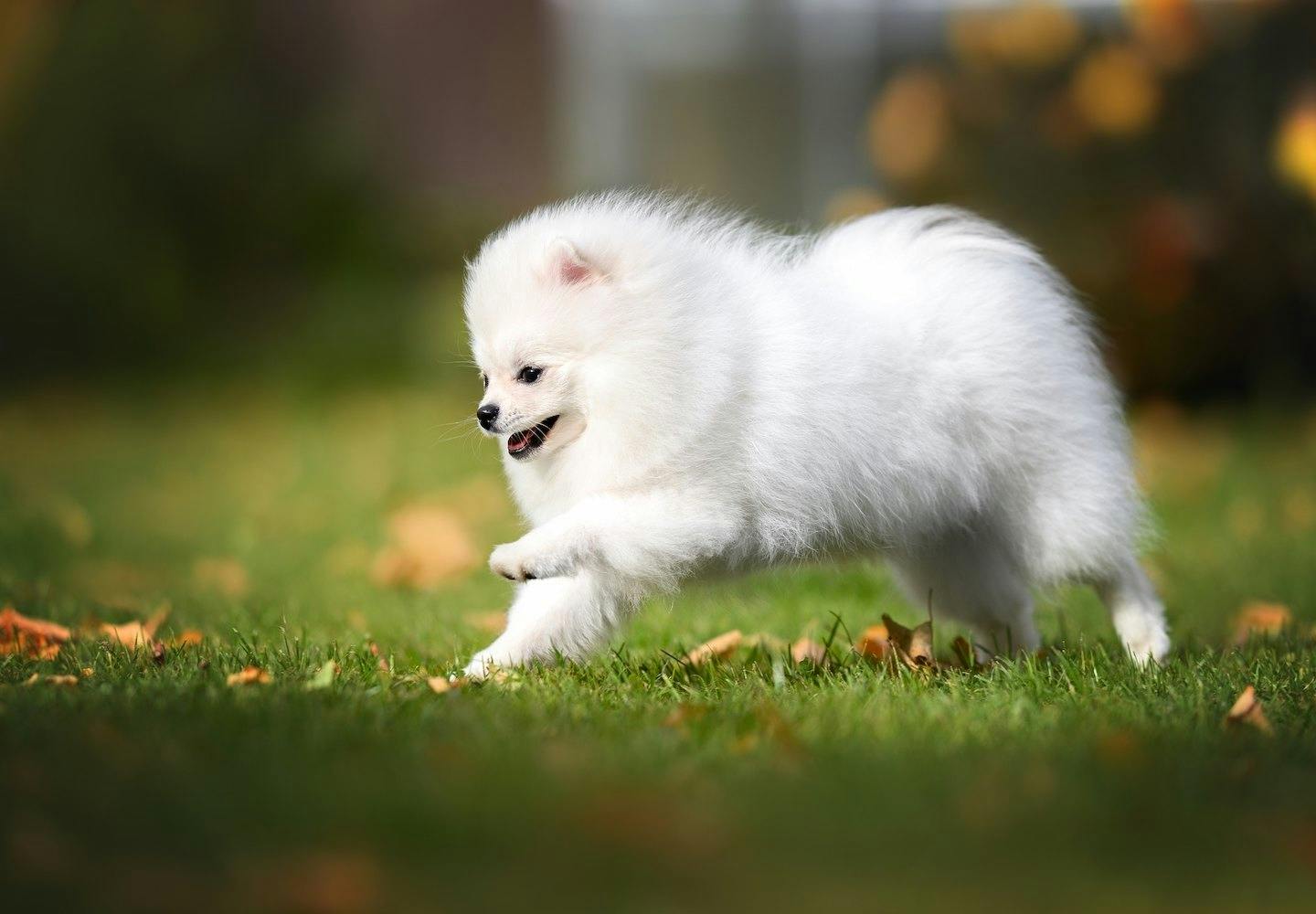 白いポメラニアンを飼う上で気をつけるべきことは？