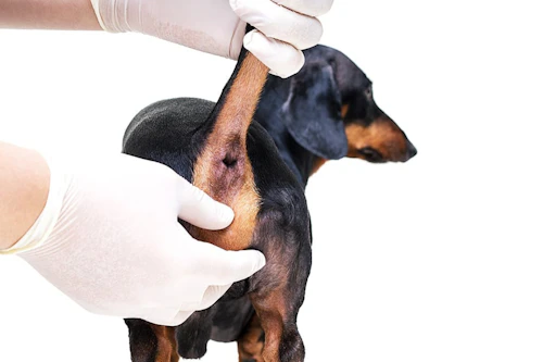 犬のおしり歩きの原因とは 注意するべき原因や対処法をご紹介 わんクォール 犬のおしり歩きの原因とは 注意するべき原因や対処法をご紹介 わんクォール