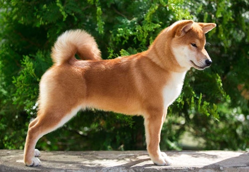 中型犬の種類とは それぞれの特徴と飼いやすさを解説 獣医師監修 わんクォール 中型犬の種類とは それぞれの特徴と飼いやすさを解説 獣医師監修 わんクォール