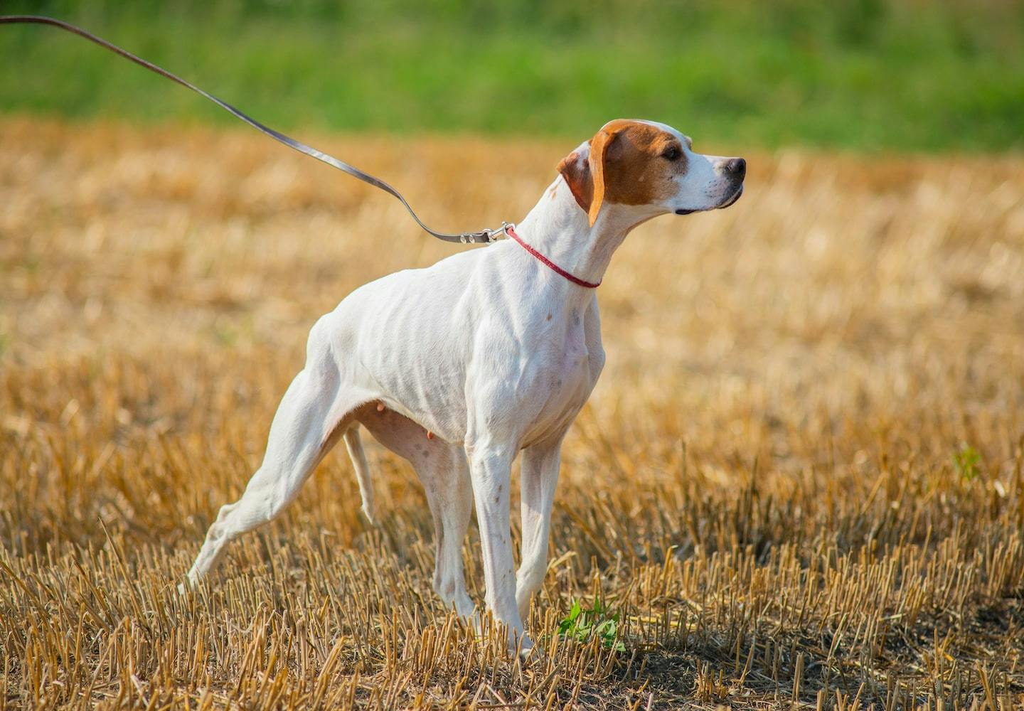 イングリッシュ・ポインターってどんな犬？性格や特徴、飼い方のコツについて解説【獣医師監修】|ワンクォール