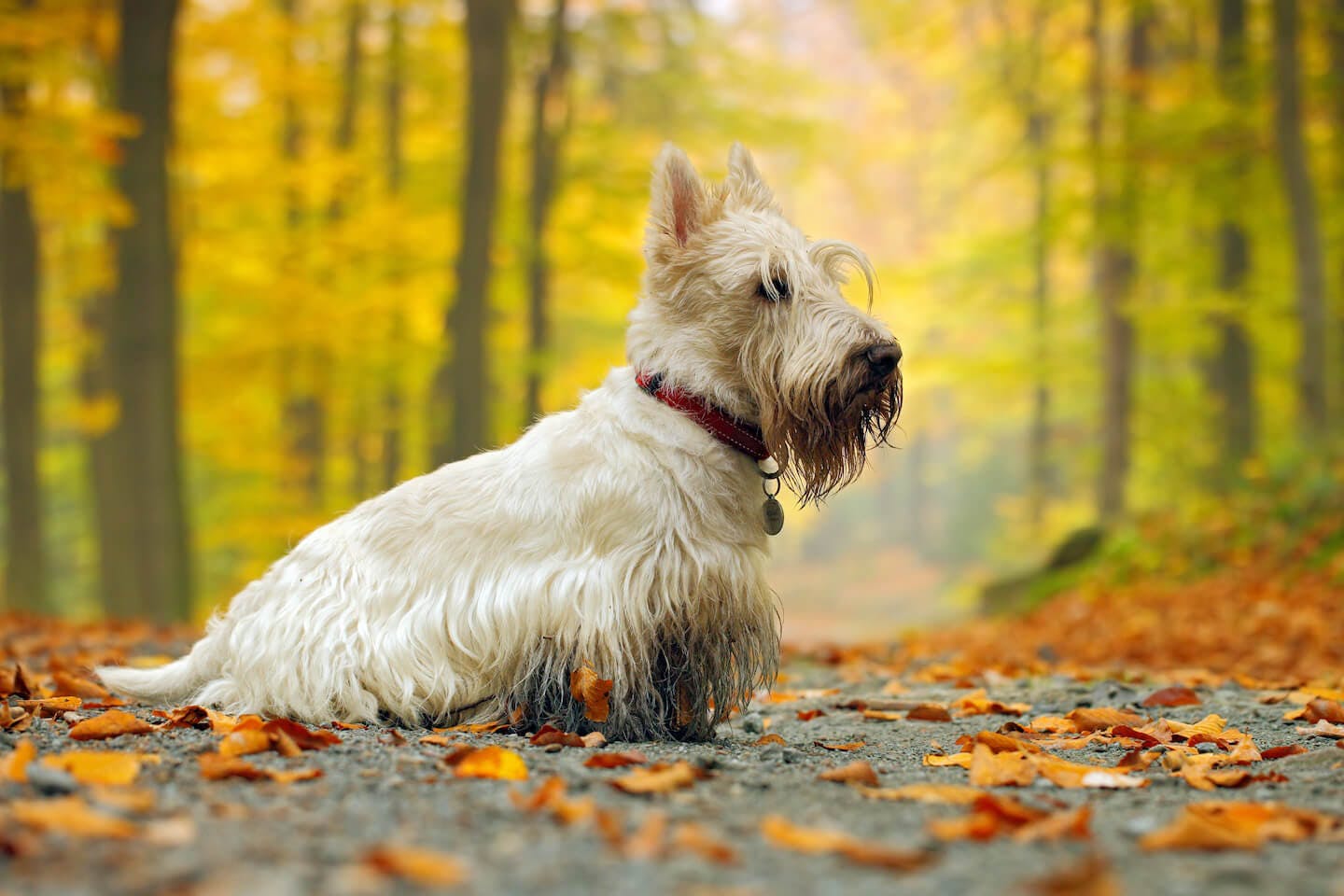 テリア犬にはどんな種類がある？それぞれの性格や特徴を解説【獣医師