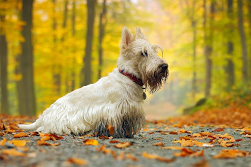 テリア犬にはどんな種類がある それぞれの性格や特徴を解説 獣医師監修 わんクォール テリア犬にはどんな種類がある それぞれの性格や特徴を解説 獣医師監修 わんクォール