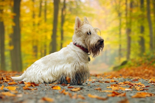 テリア犬にはどんな種類がある それぞれの性格や特徴を解説 獣医師監修 わんクォール
