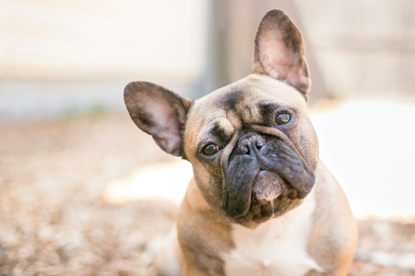 犬の逆くしゃみは病気？原因と対処、予防法などを解説