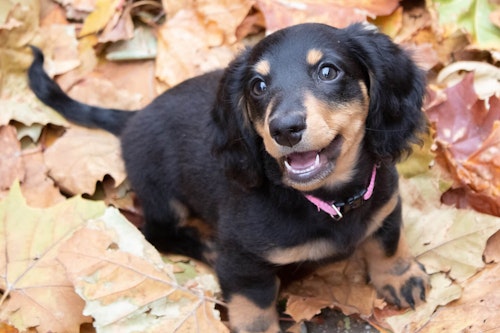 いつか飼いたい 憧れの可愛い犬種10選 獣医師監修 わんクォール