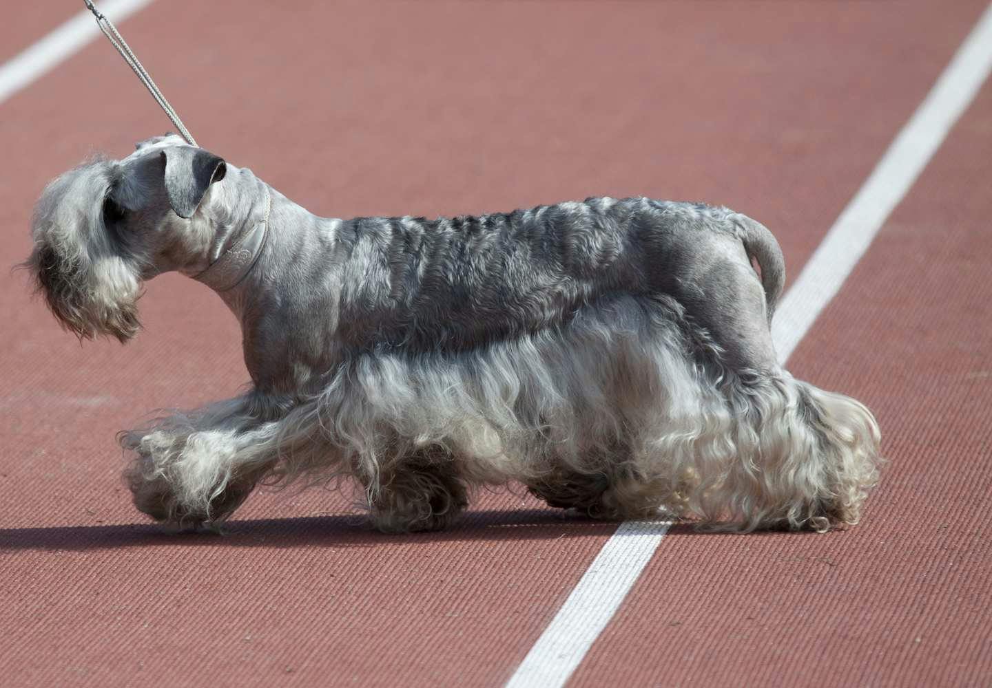 テリア犬にはどんな種類がある？それぞれの性格や特徴を解説【獣医師