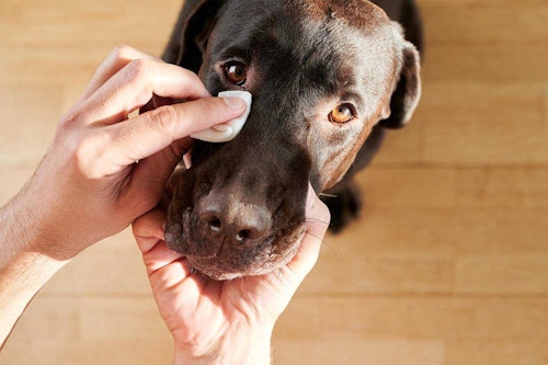 犬の目がおかしい 症状や考えられる原因 病気について解説 わんクォール