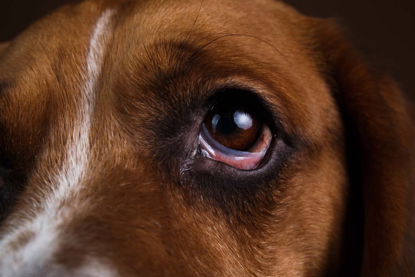 犬の目がおかしいときの症状と原因