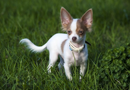 チワワの毛色の種類は それぞれの特徴とお手入れの注意点を解説 獣医師監修 わんクォール チワワの毛色の種類は それぞれの特徴とお手入れの注意点を解説 獣医師監修 わんクォール