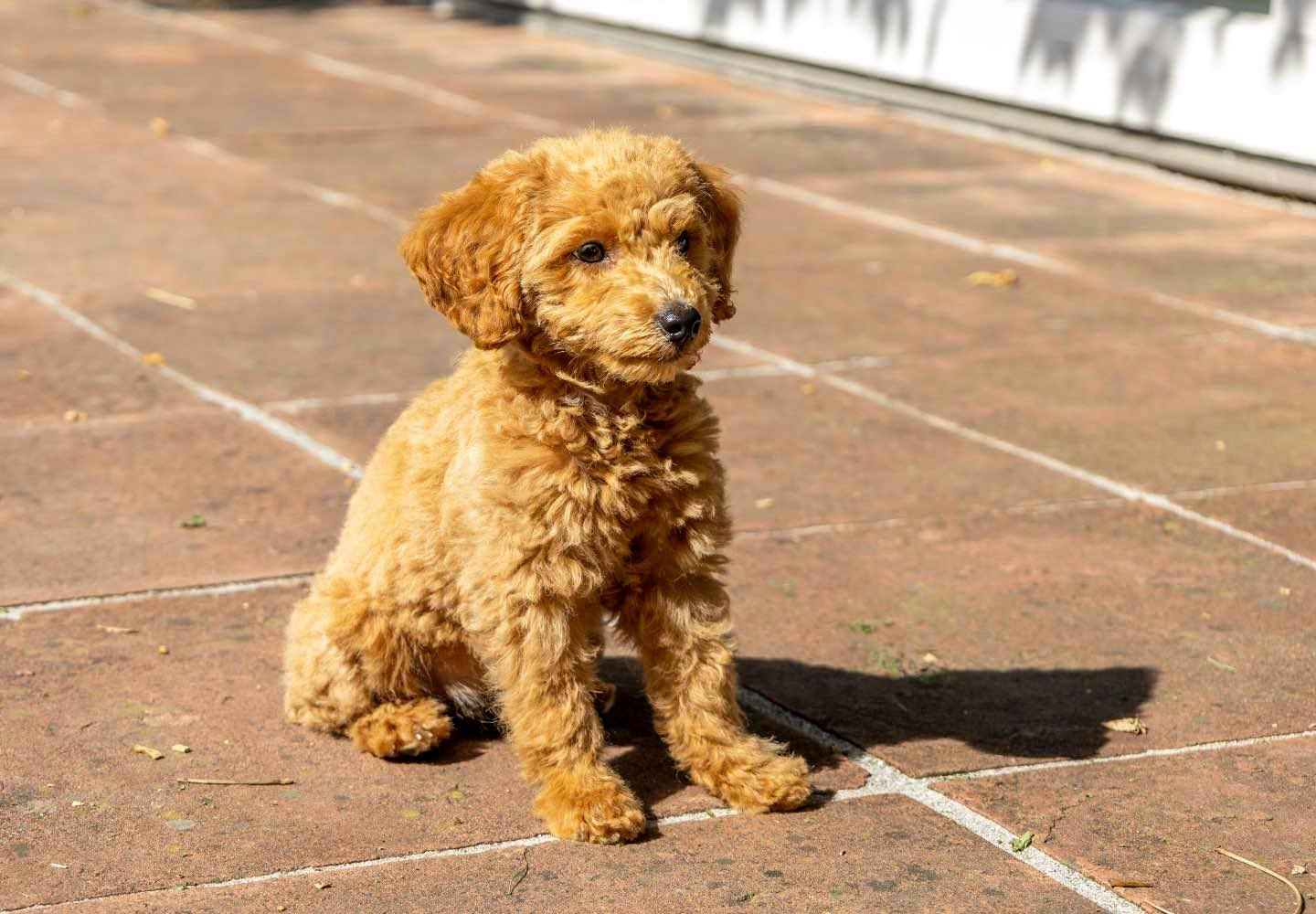プードルにはどんな種類がある？サイズや毛色、飼い方のコツなど