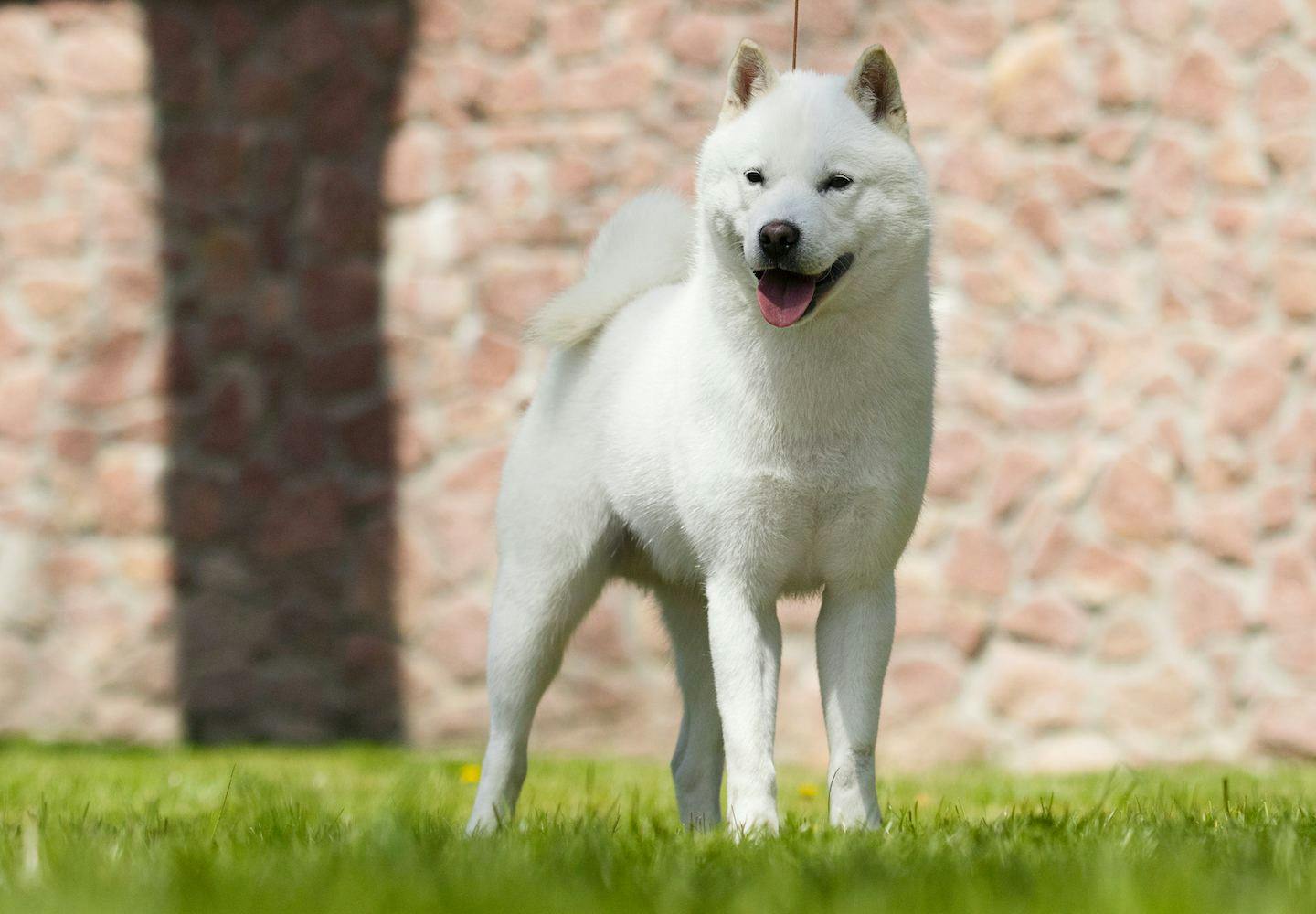 日本犬は6種類だけ！それぞれの歴史と特徴を解説