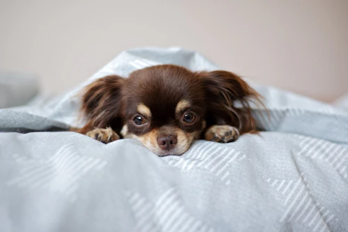 犬のうんちがゆるい 犬が下痢をする理由や家ですぐできる対処法などを解説 わんクォール