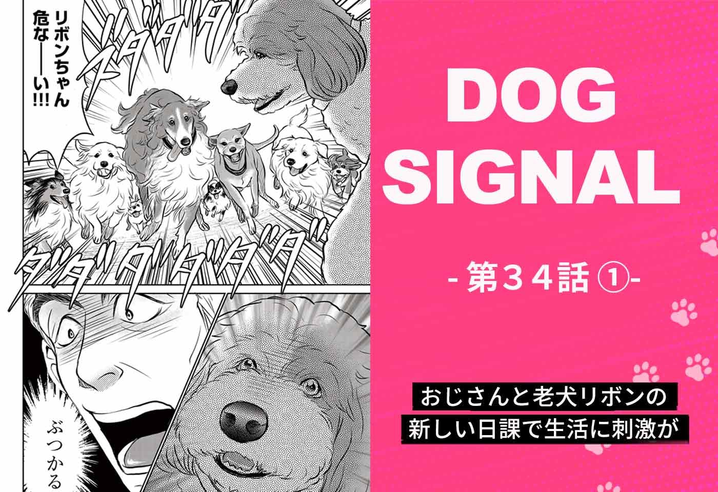 『DOG SIGNAL（ドッグシグナル）』34話目1/4　若い仲間と楽しむ老犬リボン