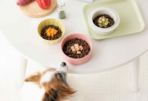 免疫力の維持に役立つ シニア犬にもおすすめの 抗酸化ビタミン をトッピング わんクォール 免疫力の維持に役立つ シニア犬にもおすすめの 抗酸化ビタミン をトッピング わんクォール