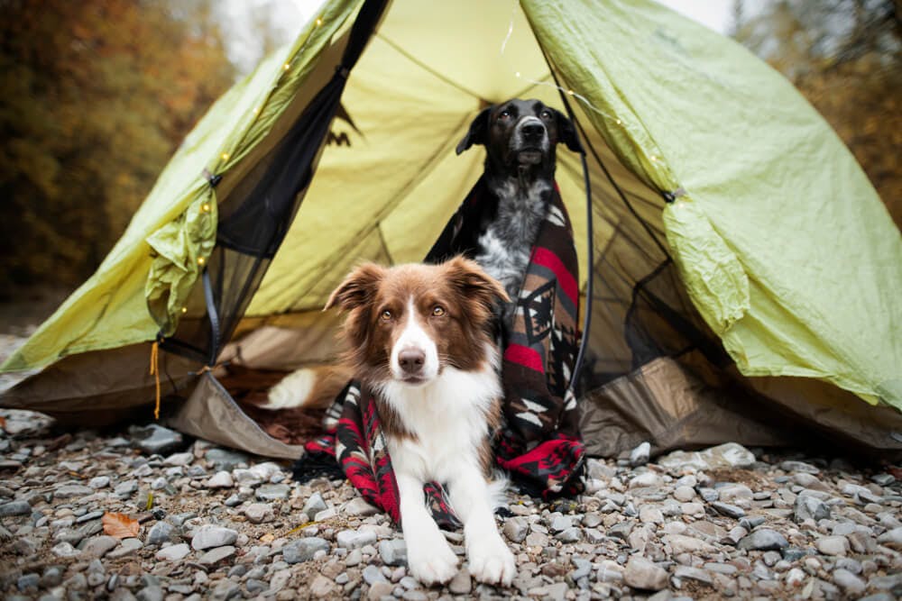 犬とキャンプする際の注意点は？
