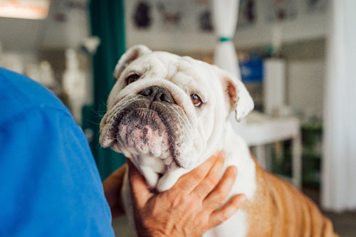 犬がはあはあしているのはなぜ その理由や動物病院を受診する目安を解説 わんクォール