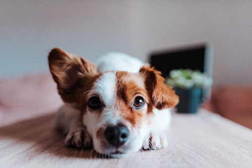 老犬がプルプル震える原因は 老化による症状 病気や痛み 見分け方と対処法 わんクォール