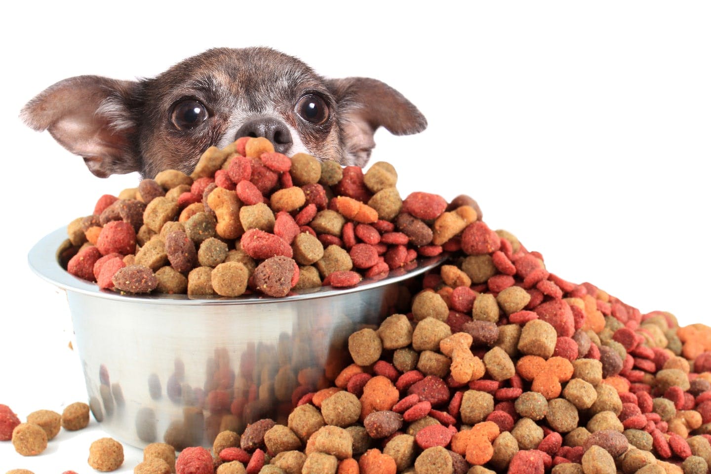 犬がドッグフードを食べない時の対処法