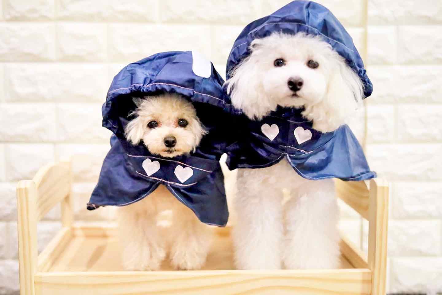 型紙不要】人間用の雨具を犬用レインコートにリメイクする方法