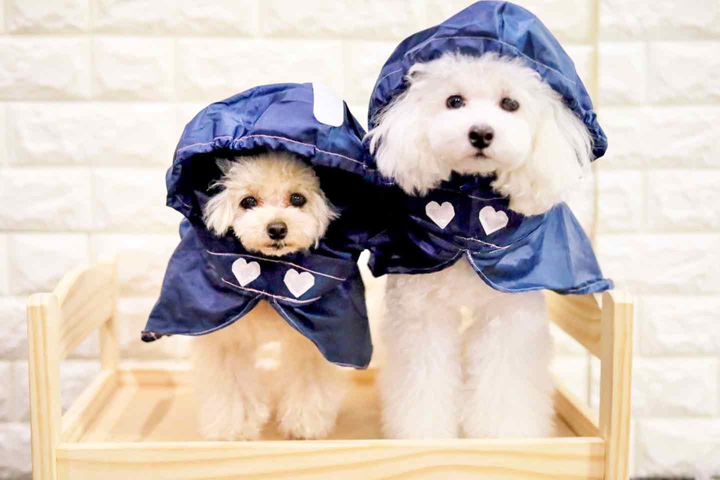 【型紙不要】人間用の雨具を犬用レインコートにリメイクする方法