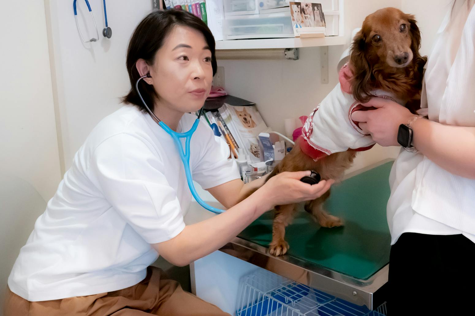 犬の診察をするキャフェリエ 小林充子先生