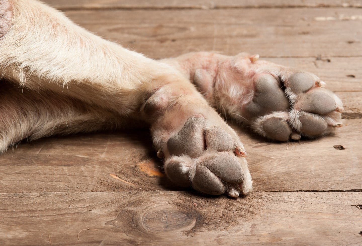 犬 後ろ足 引きずる ストア 靴