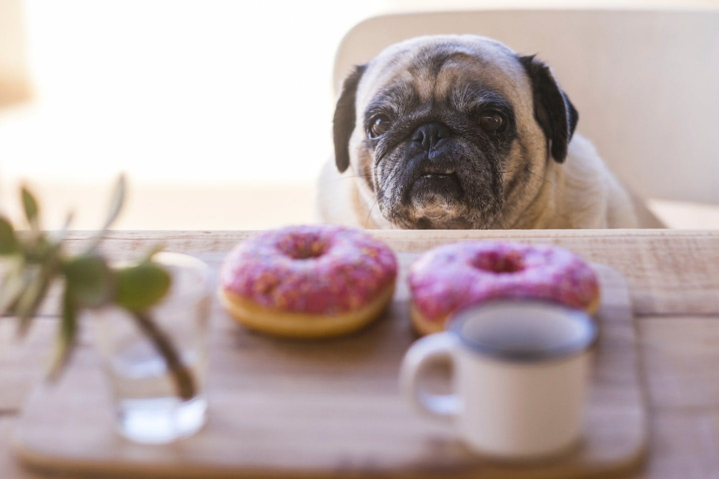 犬が誤飲してしまったらうんちで出る？誤飲の際の対処法や症状についても解説