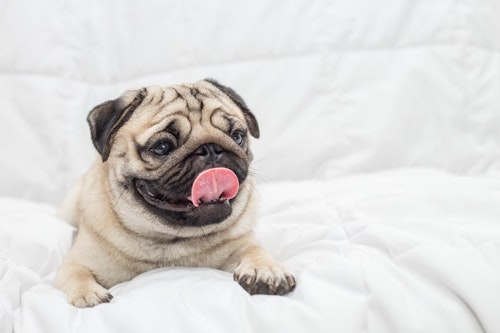 犬がはあはあしているのはなぜ その理由や動物病院を受診する目安を解説 わんクォール 犬がはあはあしているのはなぜ その理由や動物病院を受診する目安を解説 わんクォール