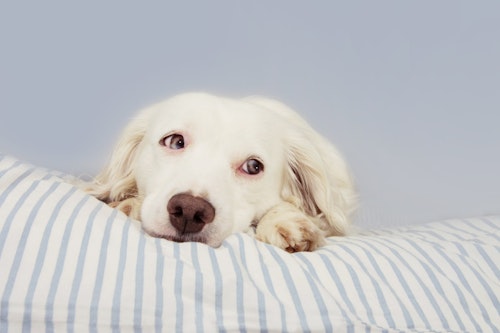 老犬がプルプル震える原因は 老化による症状 病気や痛み 見分け方と対処法 わんクォール 老犬がプルプル震える原因は 老化による症状 病気や痛み 見分け方と対処法 わんクォール