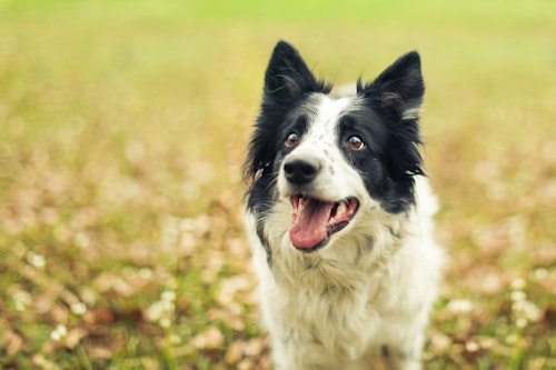 犬がはあはあしているのはなぜ その理由や動物病院を受診する目安を解説 わんクォール 犬がはあはあしているのはなぜ その理由や動物病院を受診する目安を解説 わんクォール
