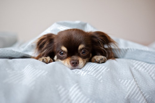犬の逆くしゃみは病気 原因と対処 予防法などを解説 わんクォール