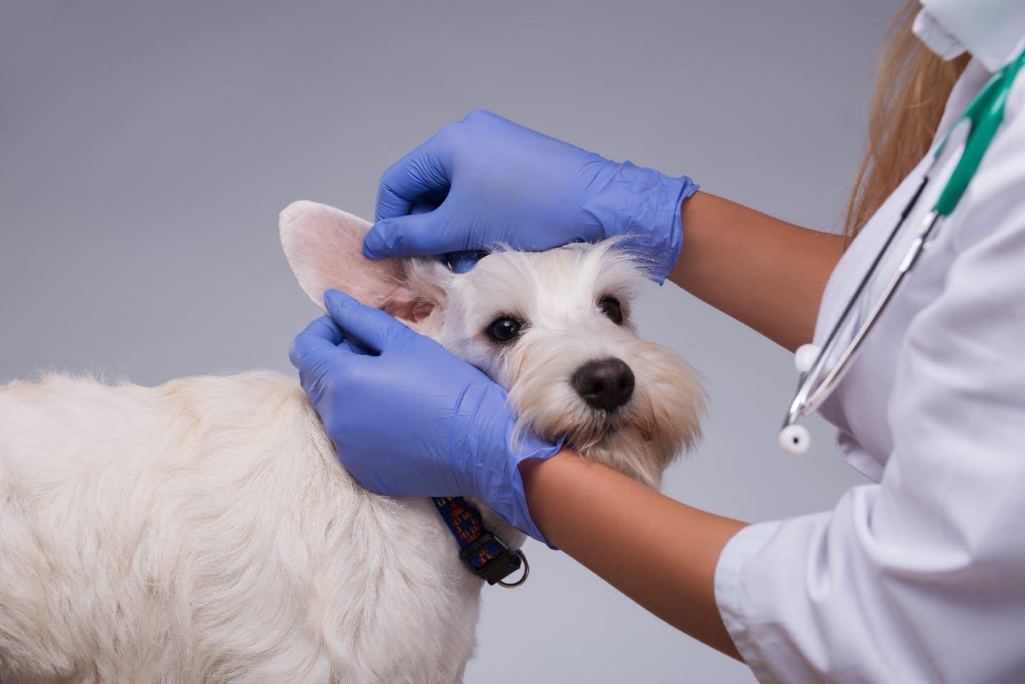 犬が耳を痒がる時の原因と症状とは？それぞれの対処法も解説