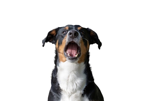 犬が白い泡を吐く原因とは 対処法や危険な嘔吐との見分け方も解説 わんクォール 犬が白い泡を吐く原因とは 対処法や危険な嘔吐との見分け方も解説 わんクォール